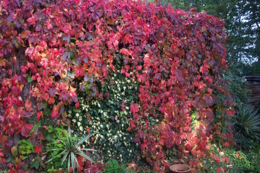 A Parthenocissus 'Virginia Creeper' 6" Pot-covered wall in a garden.