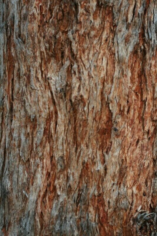 A close up of the Eucalyptus 'Silver Stringybark Gum' 12" Pot tree bark.