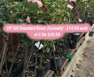 3ft Tall Standard Roses