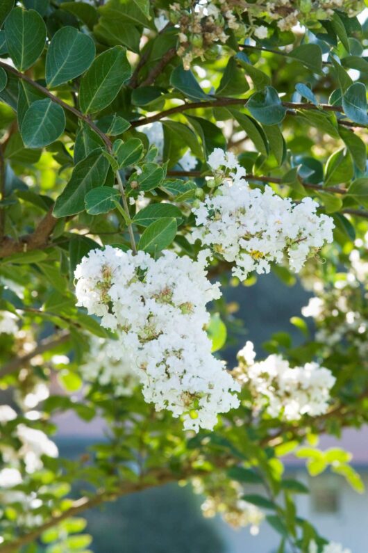 Lagerstroemia 'Acoma' Crepe Myrtle blossoms amid dark green leaves, with a blurred background of a residential area.