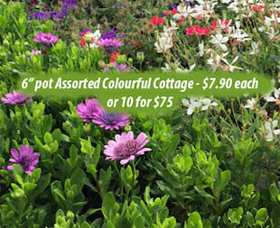 Assorted Colourful Cottage - Bulk Discount