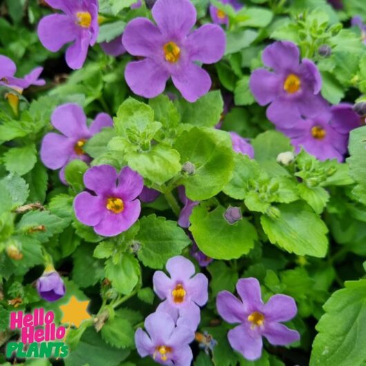Bacopa 'Blue/Mauve'