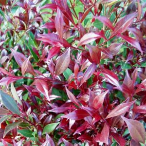 Close-up of vibrant red and green leaves on an Acmena 'Cherry Surprise' Lilly Pilly shrub.