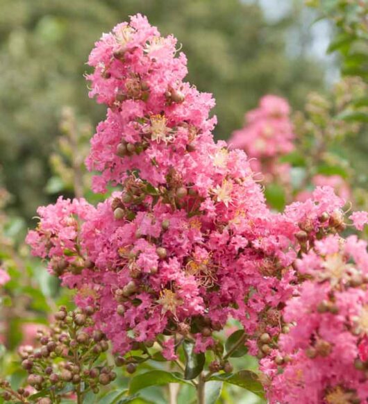 Lagerstroemia 'Comanche' Crepe Myrtle blooms and buds on a blurred green background.