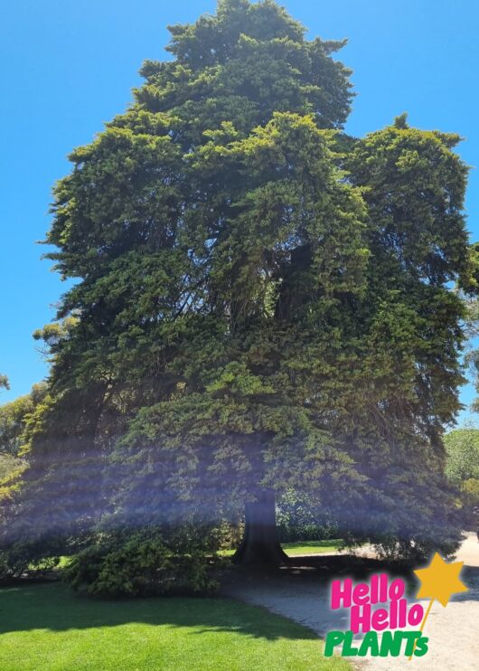 Cupressus macrocarpa Monterey Cyrpress q