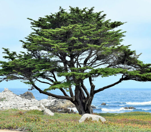 Monterey Cypress