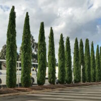 Glauca Pencil Pine