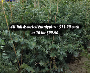 Eucalyptus Bulk Discount