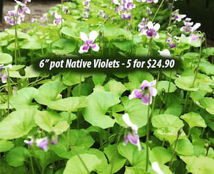 Native Violets - Bulk Sale