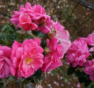 Our Rosy Carpet Rose