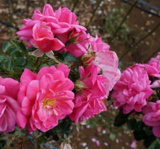 Our Rosy Carpet Rose