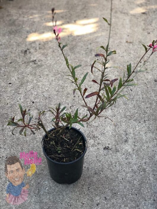 Pink Gaura Butterfly Bush 6" Pot @ Hello Hello Plants