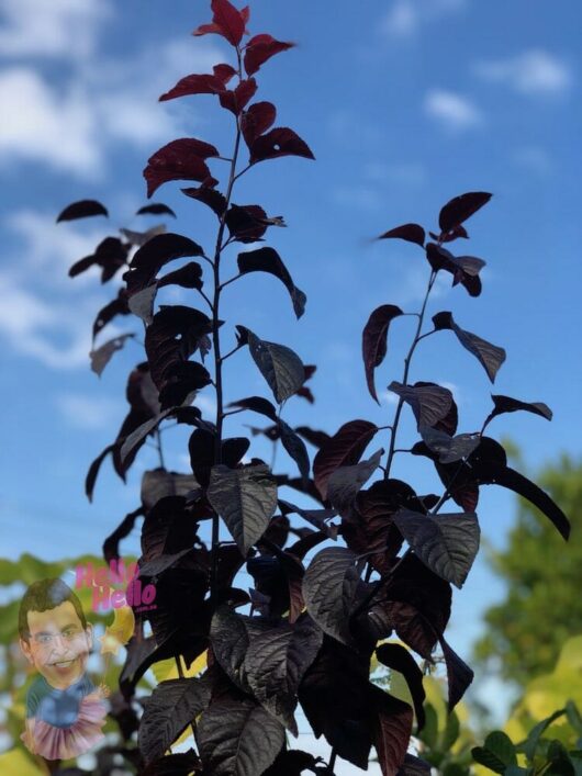 Upright Flowering Plum 8" Pot @ Hello Hello Plants