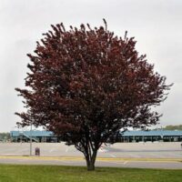 A solitary Prunus 'Nigra' Purple Leaf Flowering Plum 8" Pot tree with reddish leaves stands in an empty parking lot under overcast skies.