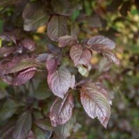 Close-up of a Prunus 'Nigra' Purple Leaf Flowering Plum 8" Pot branch with reddish-brown leaves, set against a blurred green background.