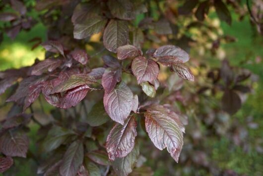 Close-up of a Prunus 'Nigra' Purple Leaf Flowering Plum 8" Pot branch with reddish-brown leaves, set against a blurred green background.