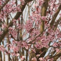 Cherry blossoms and Prunus 'Nigra' Purple Leaf Flowering Plum flowers in full bloom on tree branches.