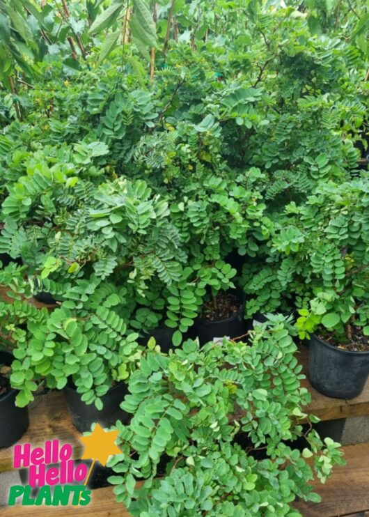 Robinia Curly Shirley 8inch pots