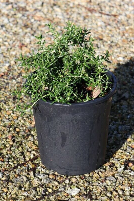 A small Rosmarinus 'Common Rosemary' plant growing in a black 6" pot placed on a gravel surface.
