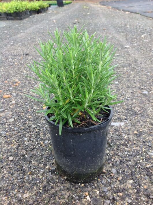 A Rosmarinus 'Common Rosemary' 6" Pot sits on a gravel surface, displaying its lush green foliage in a 6" pot.