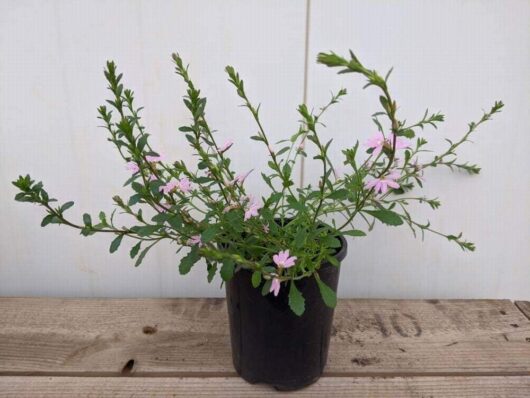 Scaevola 'Pink Fusion™' 6" Pot