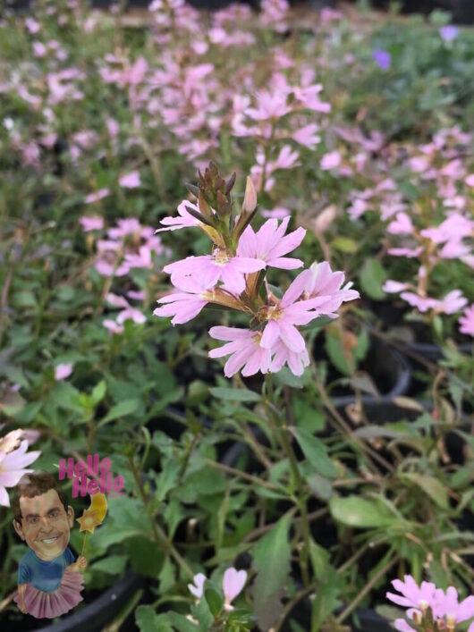 Scaevola Pink Ribbon