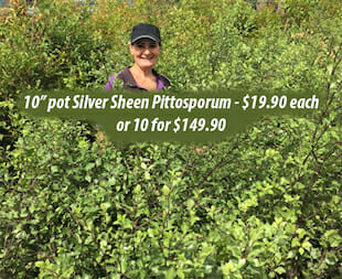 Silver Sheen Pittosporum - Bulk Discount