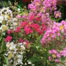 A pot filled with a bunch of pink and white Crepe Myrtle flowers.