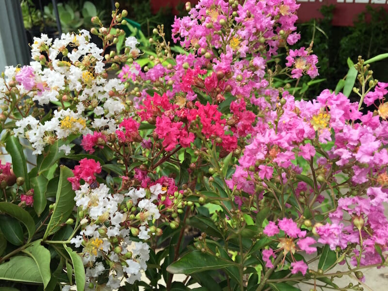 A pot filled with a bunch of pink and white Crepe Myrtle flowers.