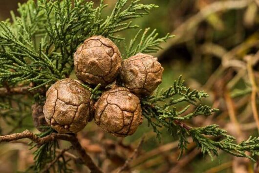 Close-up of four brown pine cones nestled on a green branch of a Cupressus macrocarpa 'Monterey Cypress' (6" Pot).