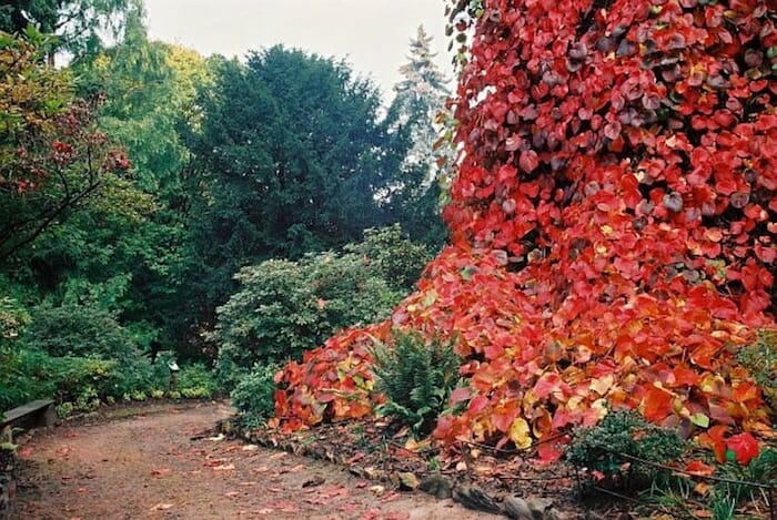 A red ivy covered glory vine in a garden.