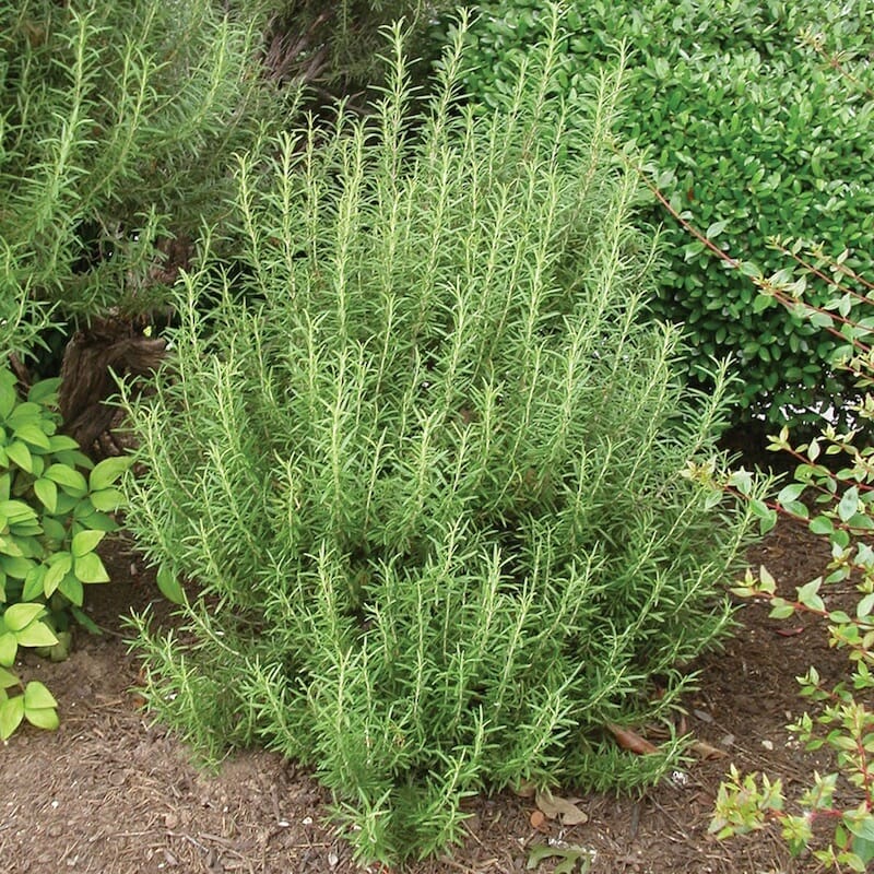 Rosemary Common 6&quot; Pot Hello Hello Plants &amp; Garden Supplies