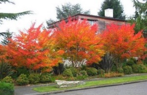 orange-crepe-myrtle