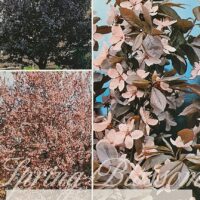 Three images of a flowering plum tree (Prunus 'Nigra') in various stages: full tree, blossoms close-up, and another shot of the tree with pink blossoms. Text on the image reads "Prunus 'Nigra' Purple Leaf Flowering Plum 8" Pot.