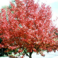 Pyrus 'Manchurian' Ornamental Pear