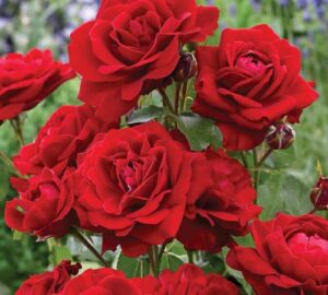 A group of Rose 'Lili Marlene' Bush Form in bush form.