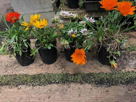 Assorted potted flowers, including Gazania 'New Day Mix' 6" Pot, arranged on a wooden surface with grass underneath.