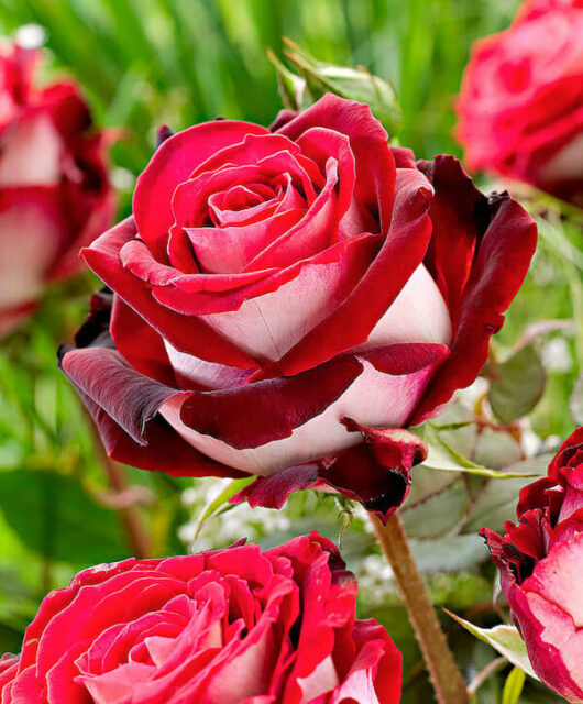 Rose 'Osiria'