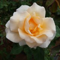 A Rose 'Apricot Nectar' 4ft Standard is blooming in a garden.