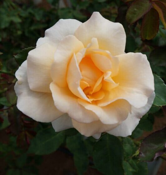 A Rose 'Apricot Nectar' 4ft Standard is blooming in a garden.
