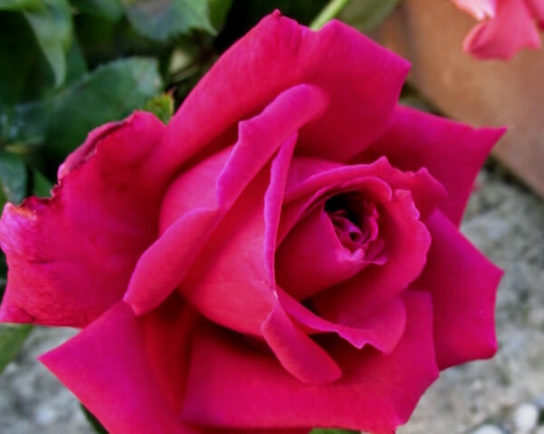 Avon Bush Rose 8" Pot - Hello Hello Plants & Garden Supplies