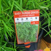 BABY PANDA BAMBOO GRASS 20CM POT