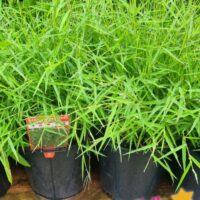 BABY PANDA BAMBOO GRASS 8INCH
