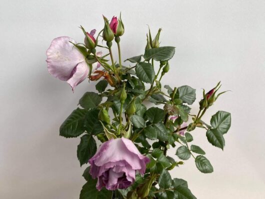 The Rose 'Blue For You' Bush Form showcases a stunning display of pink blossoms and unopened buds, surrounded by vibrant green leaves.