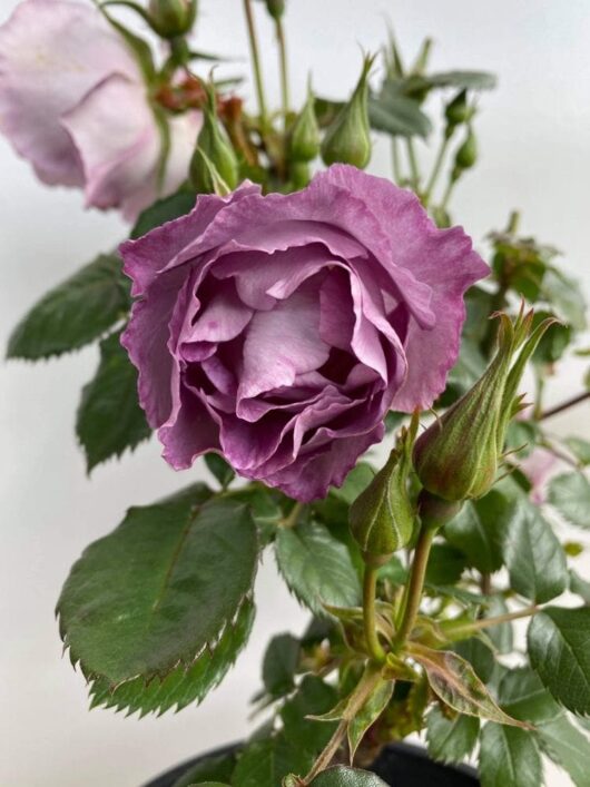 Close-up of a blooming purple Rose 'Blue For You' Bush Form, with visible leaves and unopened buds in the background.