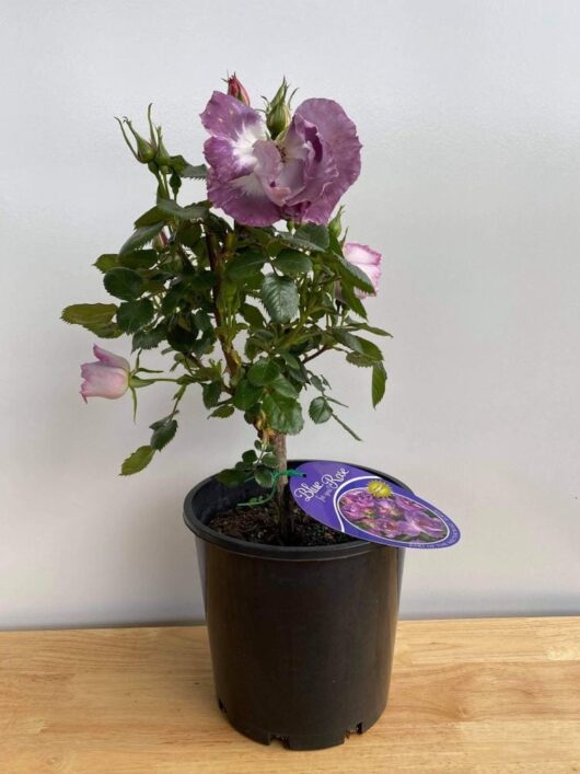 Rose 'Blue For You' Bush Form showcasing stunning purple and white flowers, vibrant green leaves, and a label in a black plastic pot on a wooden surface.
