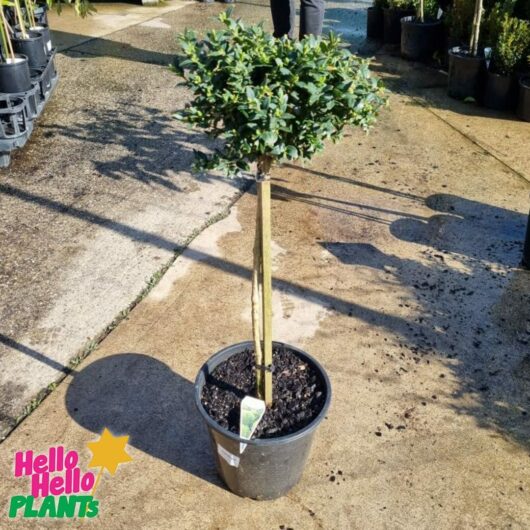Buxus 'English Box' (Standard) 10" Pot