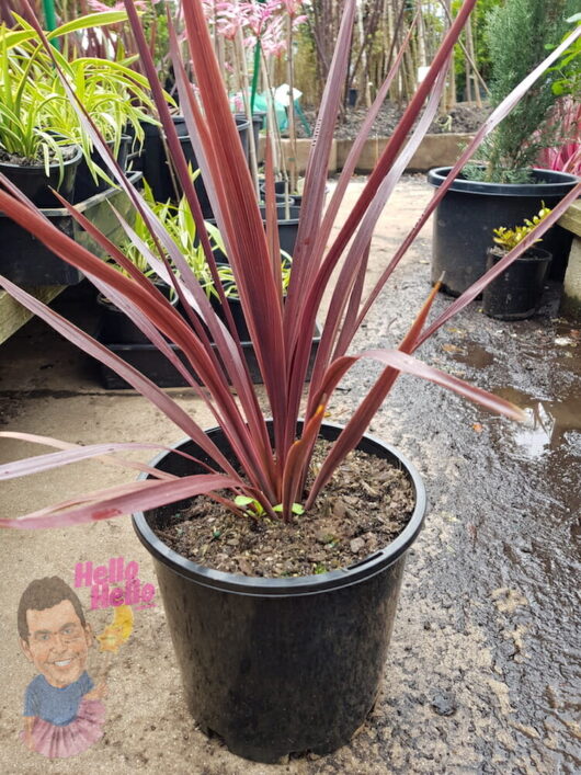 Cordyline Pocahontas 8" Pot