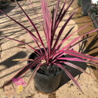 Cordyline Pink Passion 8" Pot