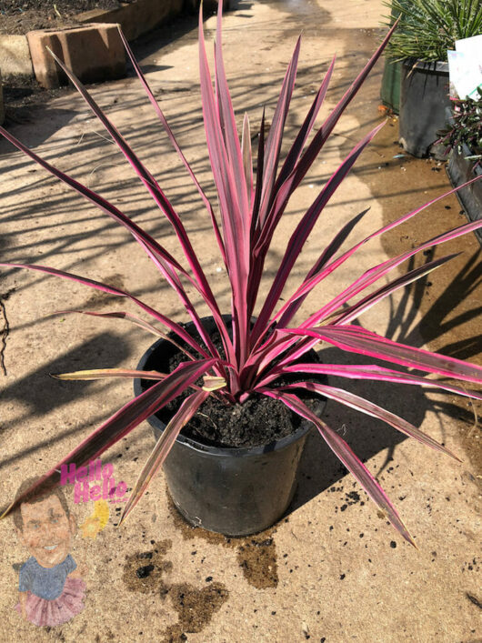 Cordyline Pink Passion 8" Pot